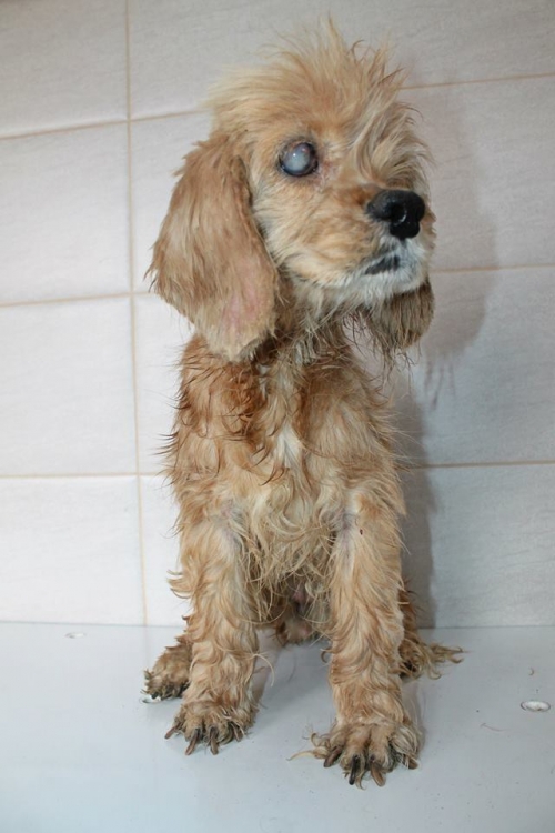 კოკერსპანიელი უსახელო