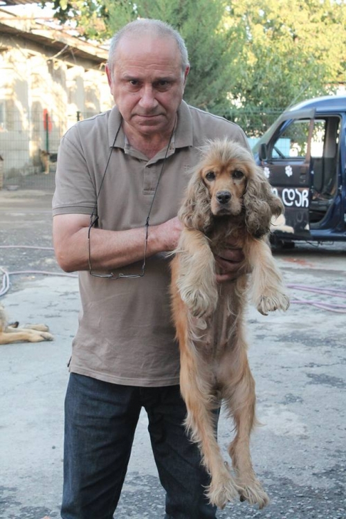 კოკერსპანიელი უსახელო