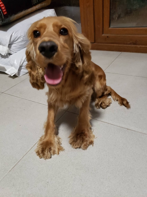 კოკერსპანიელი ბახტრიონი