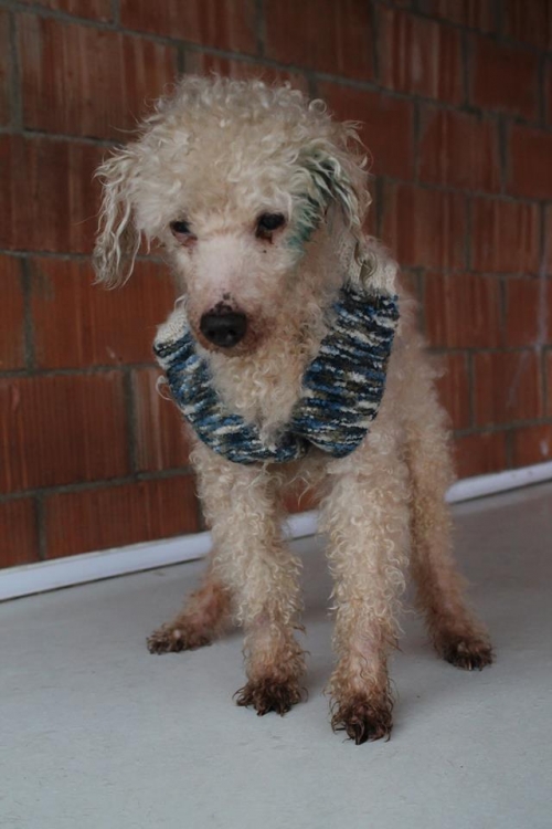 პუდელი ჯერი