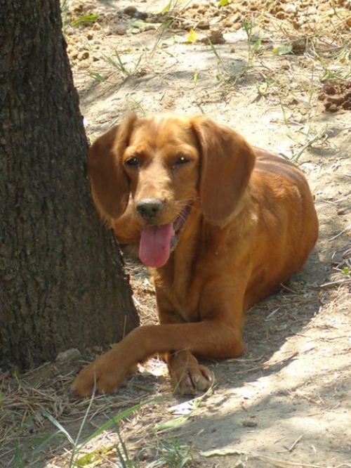 კოკერსპანიელი ჩიპი