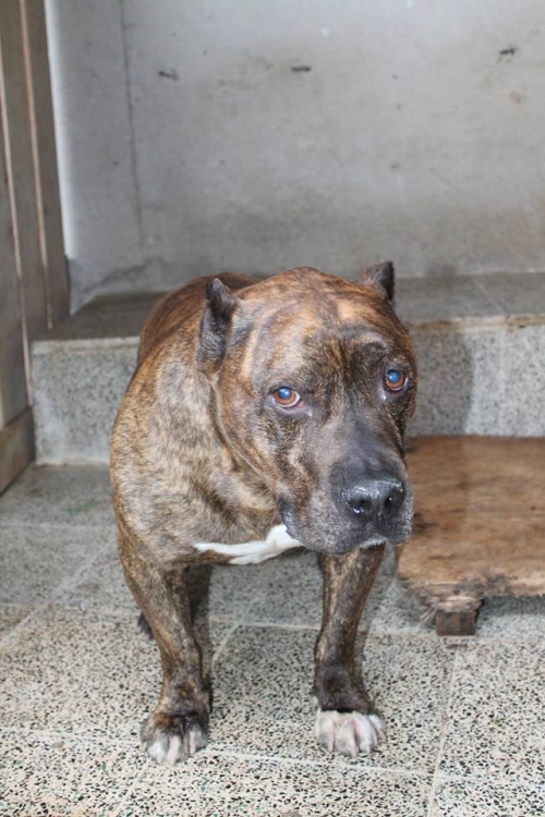 სტაფი ბაქსი