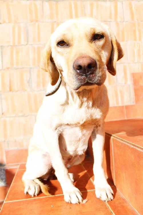 ლაბრადორი უსახელო