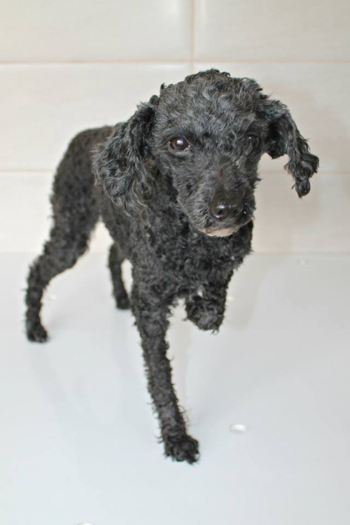 პუდელი უსახელო