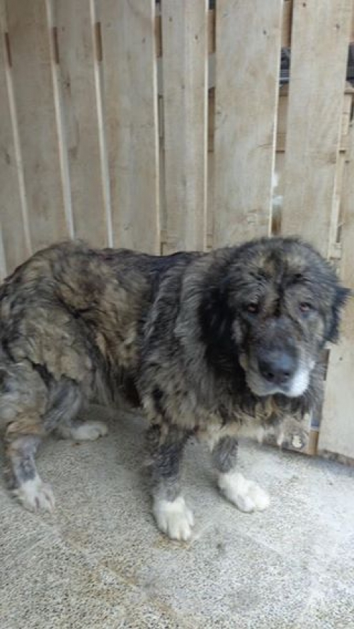 კავკასიური ნაგაზი ბობო