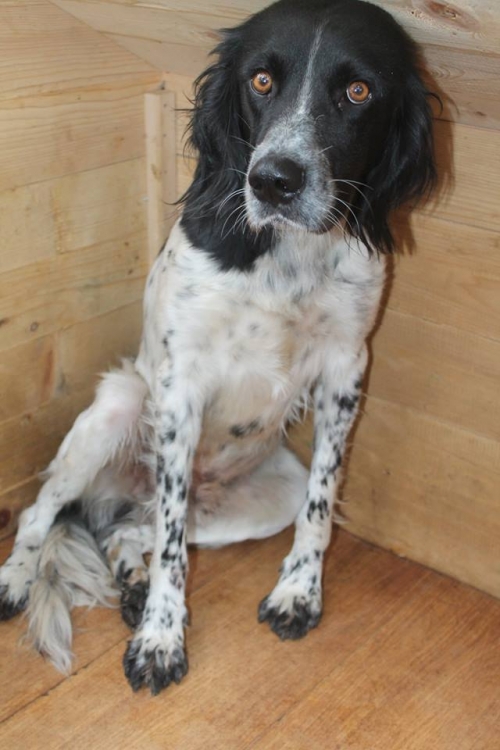 სეტერი უსახელო