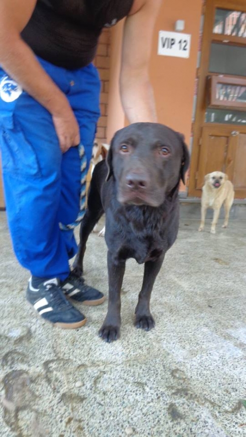 ლაბრადორი უცნობი