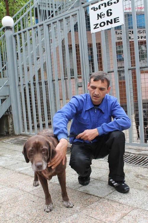 ლაბრადორი შოკო