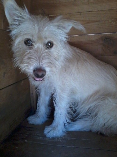 პუდელი ჟაკუ