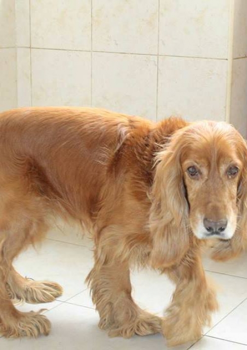 კოკერსპანიელი