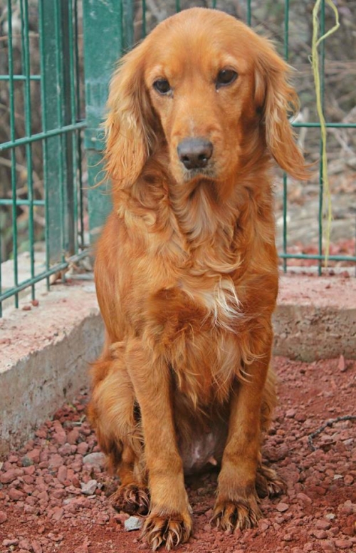 კოკერსპანიელი ჯული