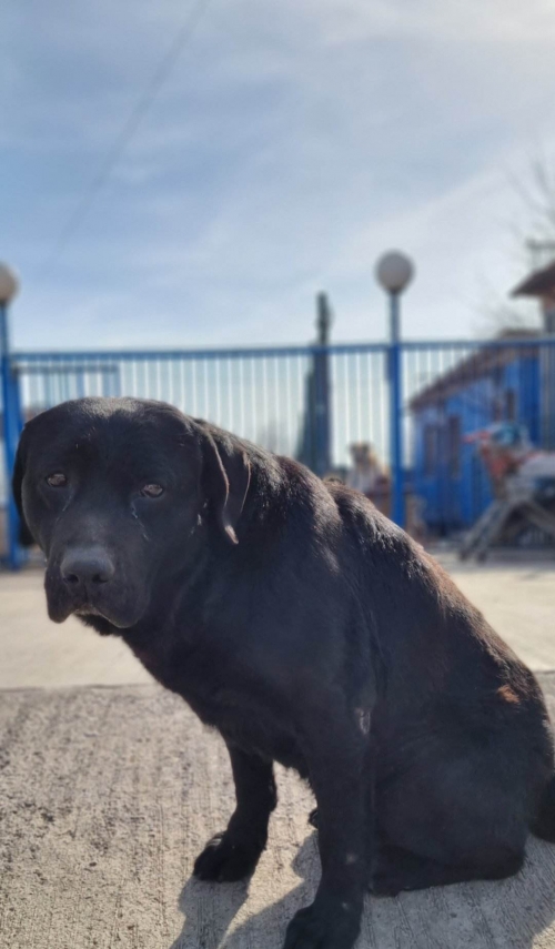 ლაბრადორი ნაპოვნია თავშესაფრის კარებთან