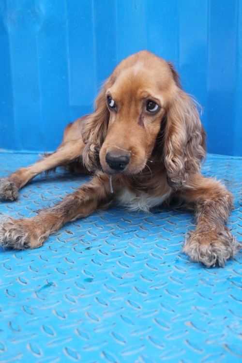 კოკერსპანიელი კოკი