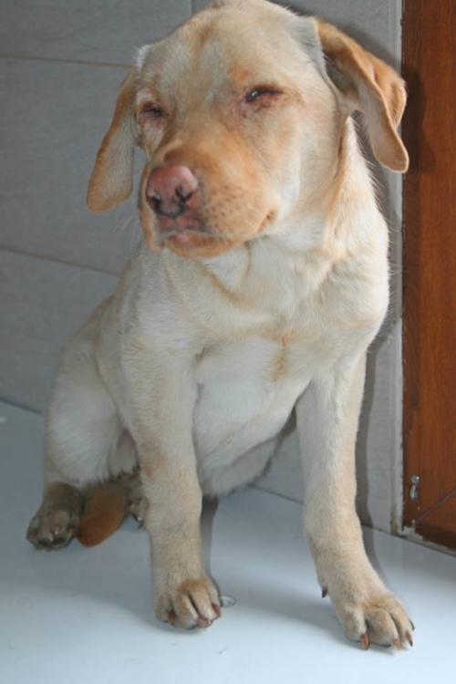 ლაბრადორი უსახელო