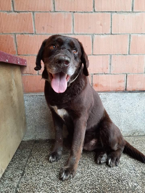 ლაბრადორი ბობო. ზესტაფონი