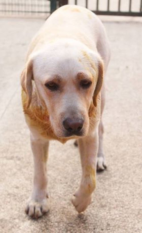 ლაბრადორი უსახელო