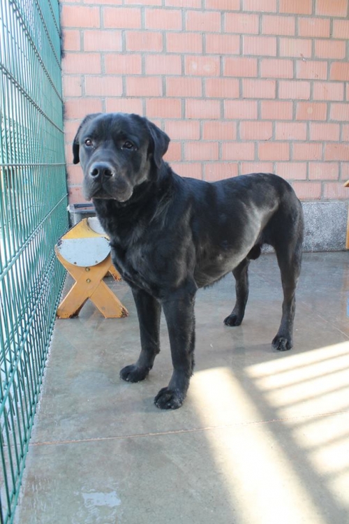 ლაბრადორი უსახელო