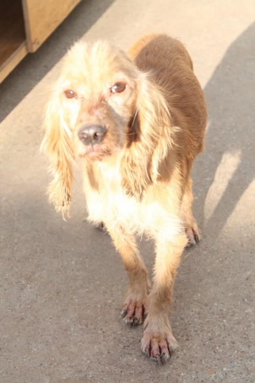 კოკერსპანიელი ჯესი