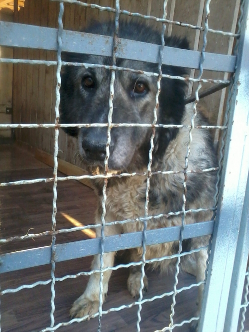 კავკასიური ნაგაზი ბომბორა