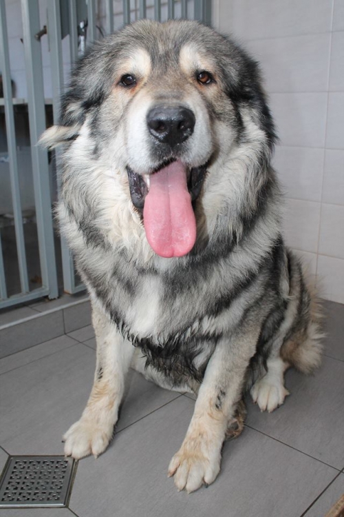 კავკასიური ნაგაზი ბუთა