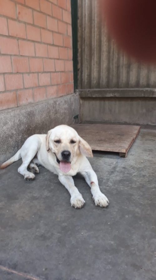 ლაბრადორი უსახელო