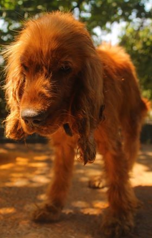 კოკერსპანიელი უსახელო