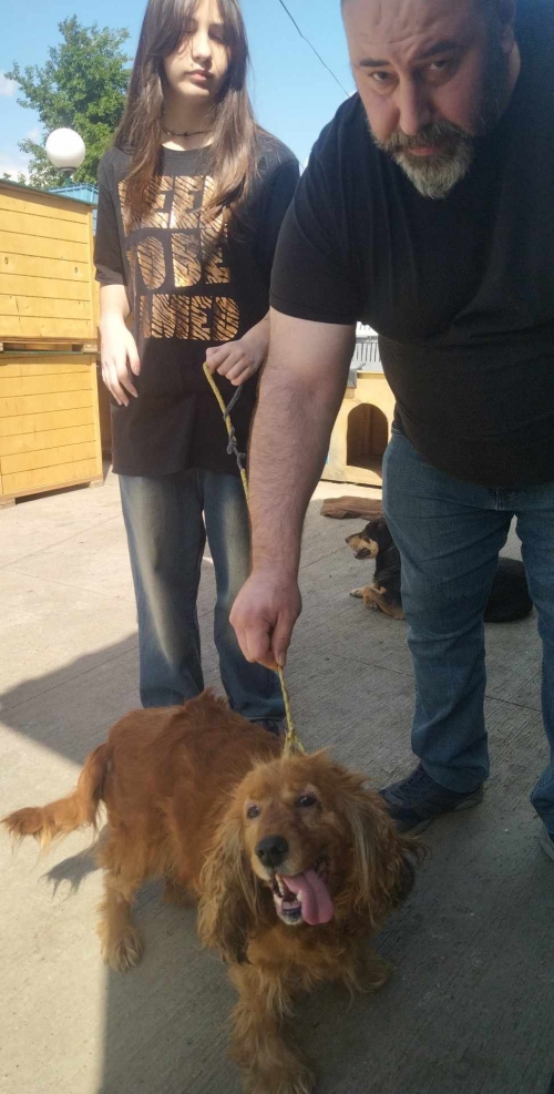 კოკერსპანიელი უსახელო