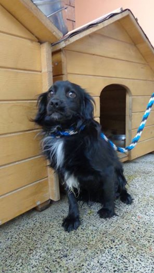 კოკერსპანიელი უსახელო