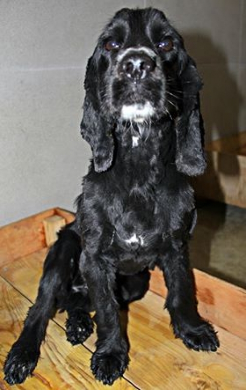 კოკერსპანიელი უსახელო