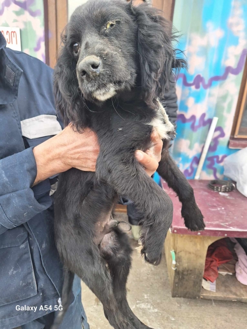 კოკერსპანიელი კონიაკოს დასახლება