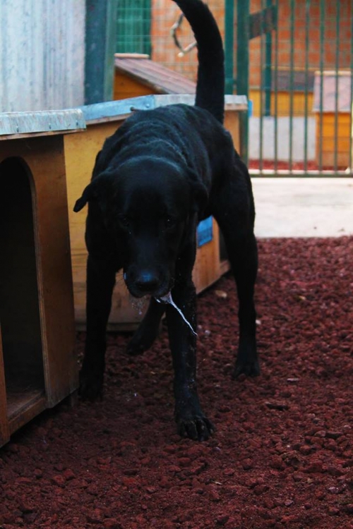 ლაბრადორი როი