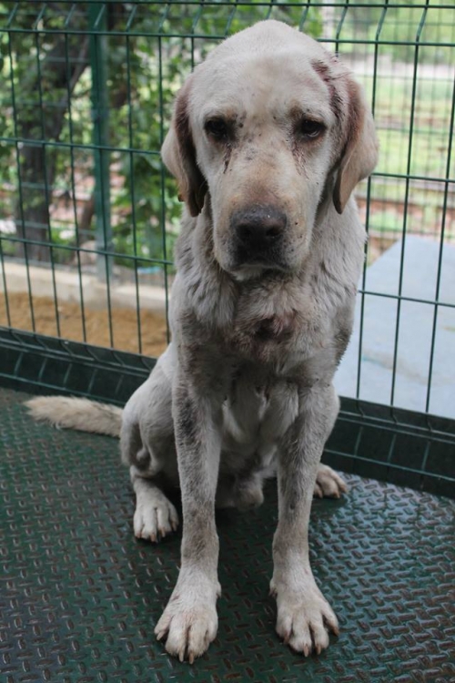 ლაბრადორი უსახელო