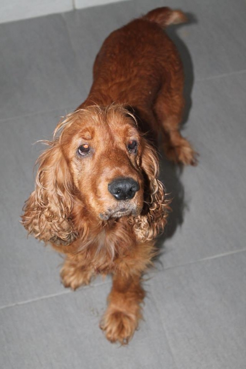 კოკერსპანიელი უსახელო