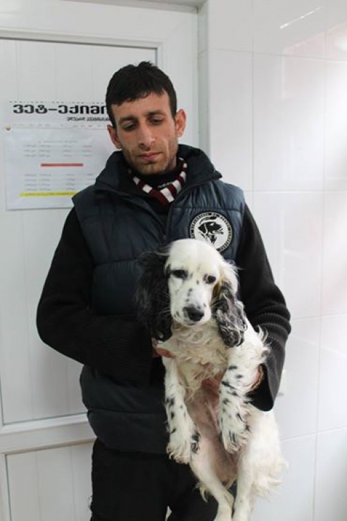 კოკერსპანიელი შელი