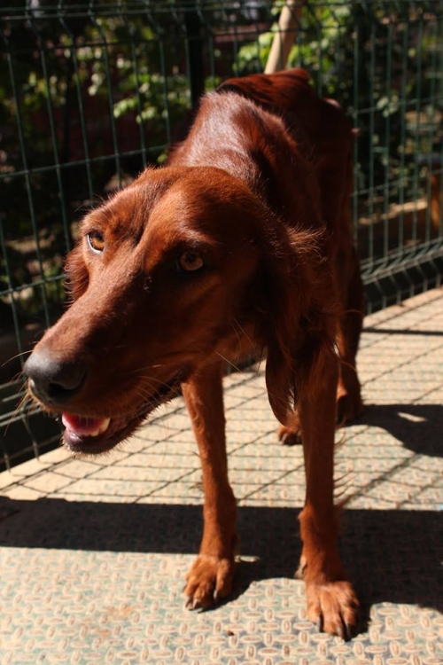 სეტერი უსახელო