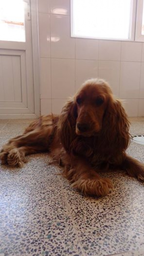 კოკერსპანიელი უსახელო