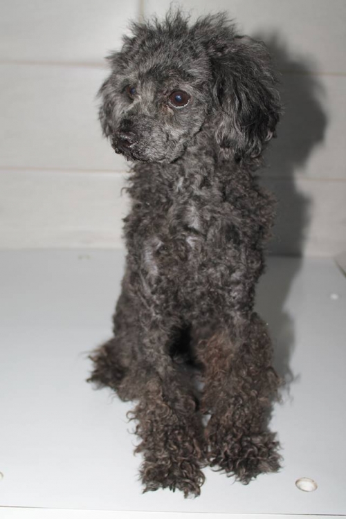 პუდელი უსახელო