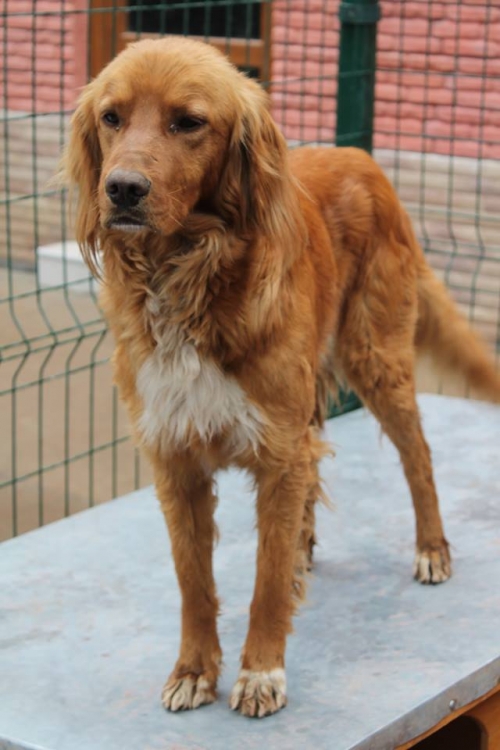 სეტერი უსახელო