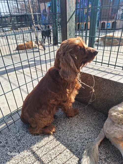 კოკერსპანიელი რიჩარდი