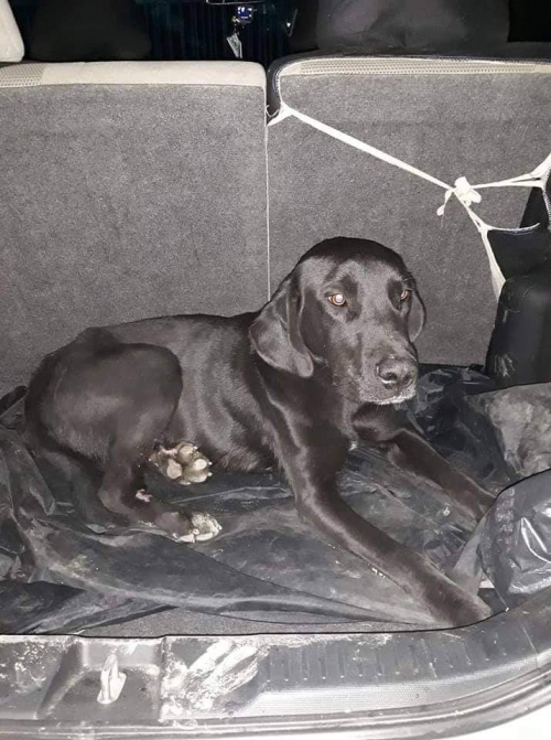 ლაბრადორი უსახელო