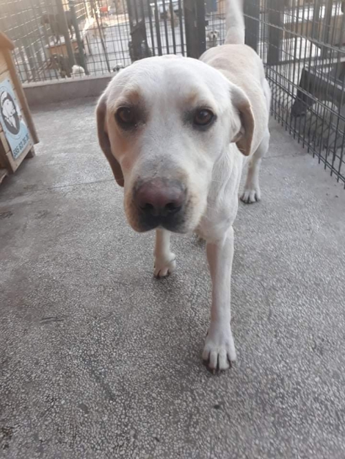 ლაბრადორი უსახელო