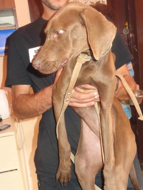 უნგრული ვიჟლა ჯინა