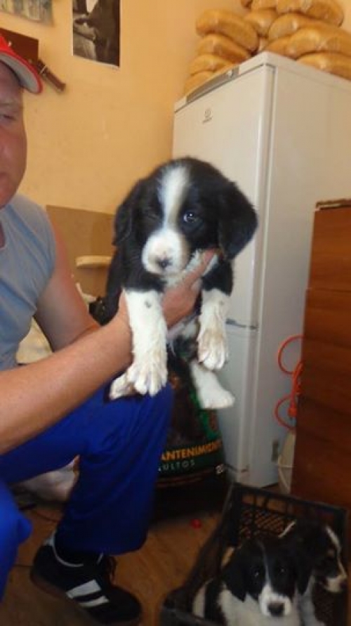 სეტერი უსახელოები