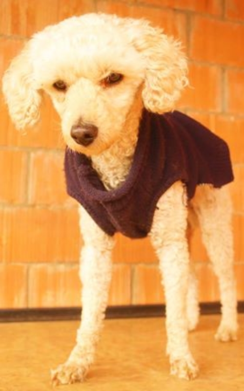 პუდელი უსახელო