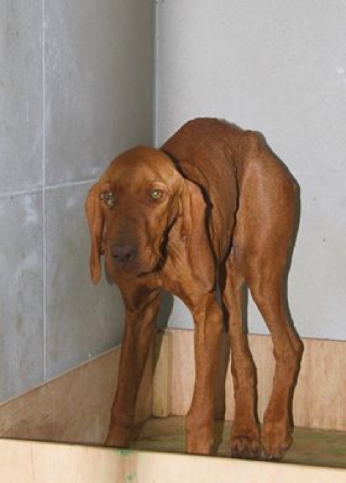 უნგრული ვიჟლა უსახელო