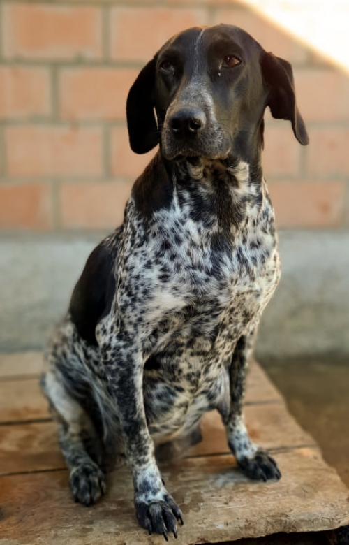 სეტერი მცხეთის რაიონ სოფელ მუხრანი