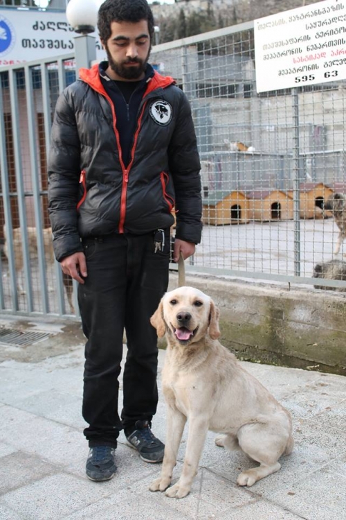 ლაბრადორი უსახელო