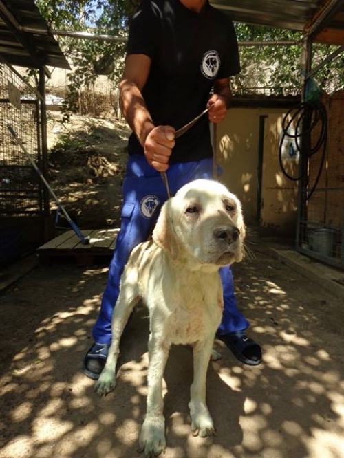 ლაბრადორი უსახელო