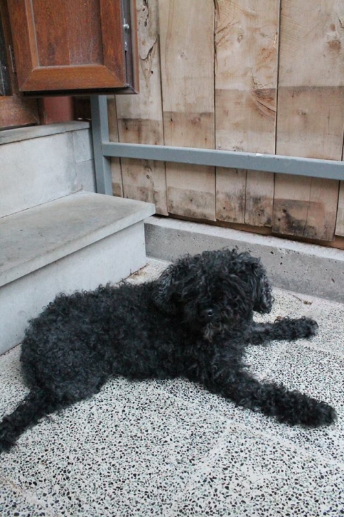 პუდელი რიჩი